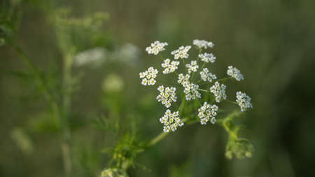 green grass and flowers in the sun.の写真素材
