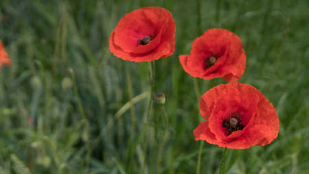red poppies on the field, big flowers.の写真素材