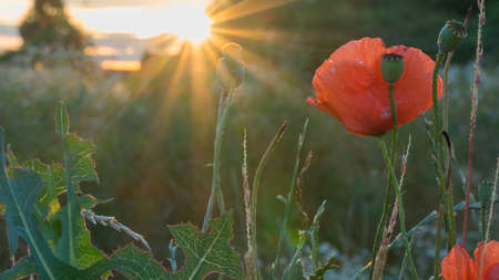 Red poppies flower during sunset in Germanyの写真素材