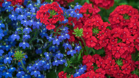 Red blue and white wildflowers.の写真素材
