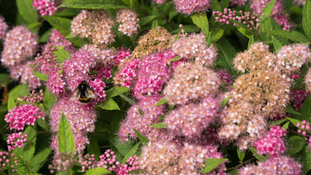 beautiful pink flowers in summer.