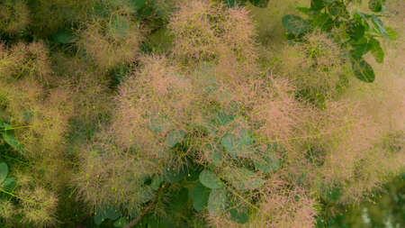 beautiful pink flowers in summer.の写真素材