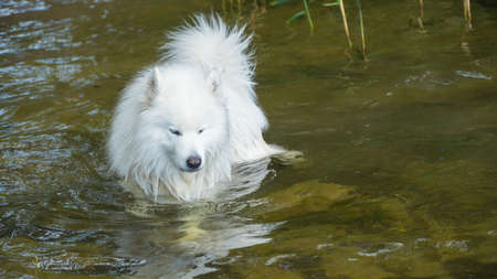 Samoyed dog in the water with a stick.の写真素材