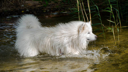 Samoyed dog in the water with a stick.の写真素材