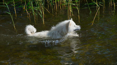 Samoyed dog in the water with a stick.の写真素材