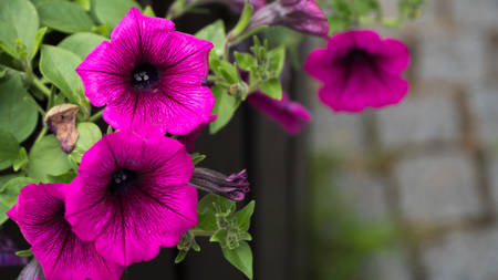 Purple flowers in the flower bed in the city.