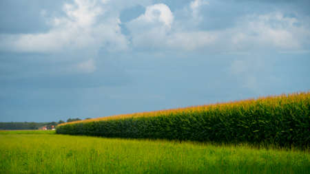 green field and blue sky.の写真素材