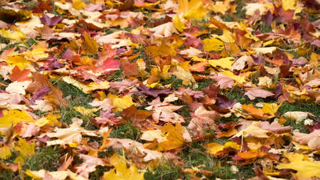Autumn: yellow and red leaves lying on the grass.