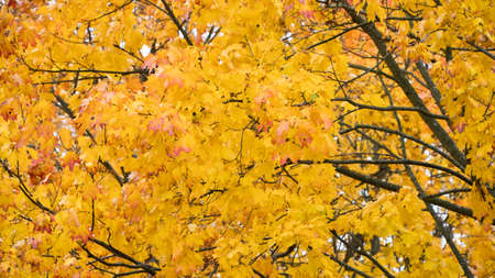 Autumn yellow maple leaves on the trees.