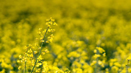 yellow Rapeseed field background. Field of bright yellow rapeseed in springの写真素材