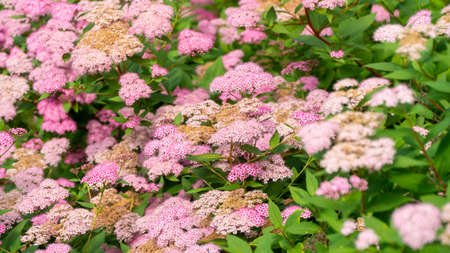 Beautiful water lilies on a sunny dayの写真素材