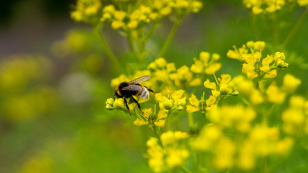 Bee sit on a flowerの写真素材