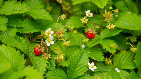 ripe strawberries in the gardenの写真素材