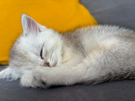 Scottish kitten and Jack Russell lying on the sofaの写真素材