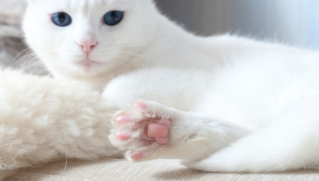 white catの写真素材
