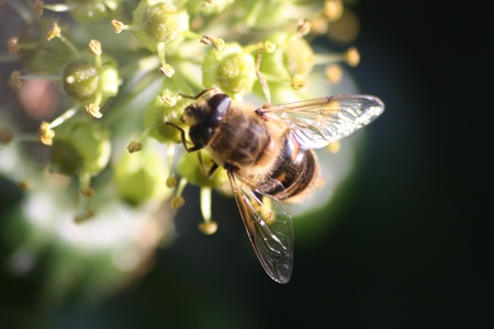 Bee on ivy