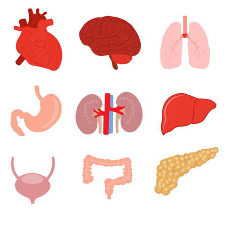 Group of human organs. Medical theme. color image