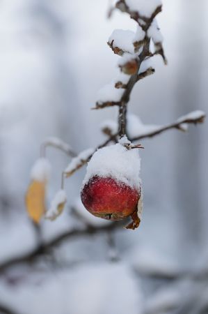 Red winter apple covered with snowの写真素材