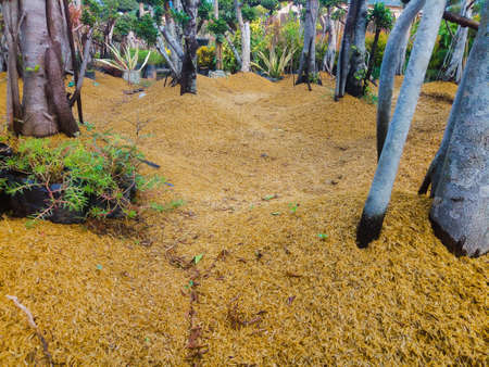 Artificial garden with trees that look natural and beautifulの写真素材