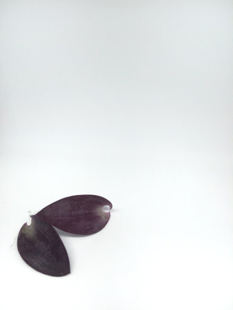 Purple flower petals on white background, closeup of photo
