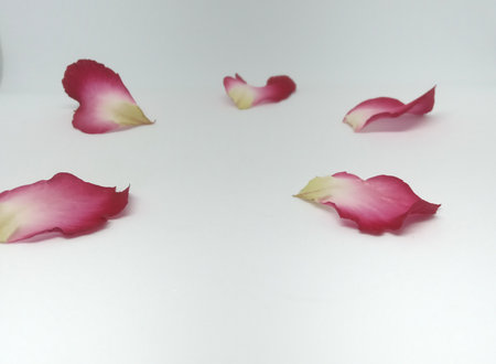 Rose petals on a white background with space for text or imageの写真素材