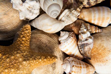 Set of shells piled in the foreground can symbolize different concepts like summer sea animals permanence hardness or strength decorationの写真素材