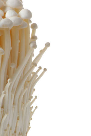 Enokitake mushroomsの写真素材