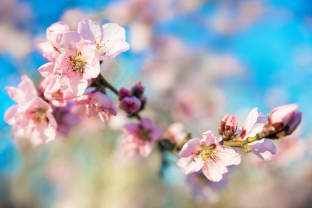 Springの写真素材