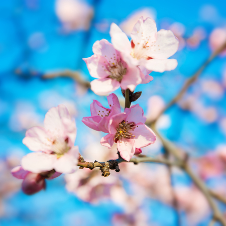 Springtimeの写真素材
