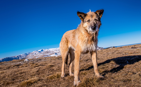 wild dog on top of the mountainsの写真素材