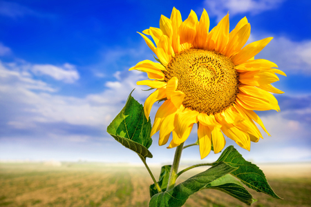 sunflower against a blue skyの写真素材