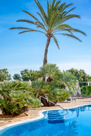 swimming pool with a palm treeのeditorial素材