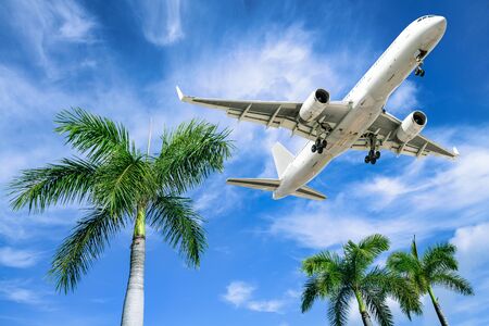 Modern airliner arrives over palm treesの写真素材