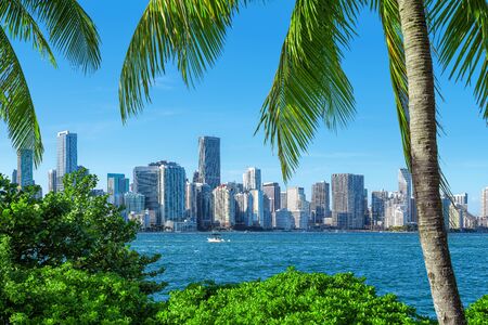 The skyline of miami with palm trees, floridaの写真素材