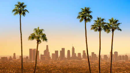 the skyline of los angeles with palm treesの写真素材
