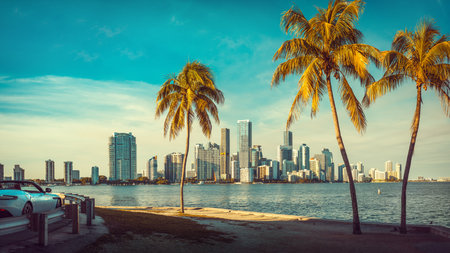 the skyline of miami with palm trees, floridaの写真素材