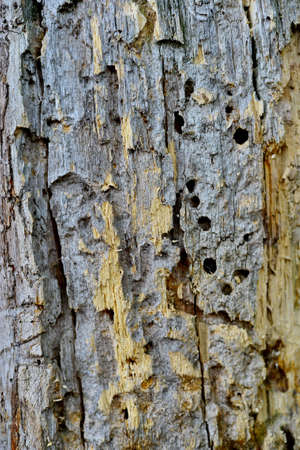 Autumn forest fruit background. Acorns on tree bark and autumn colorful leaves with copyspace. background and texture of trees, bark and boardsの写真素材