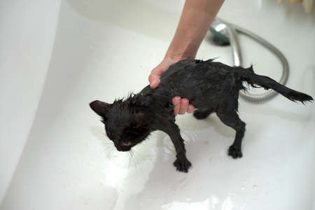Black Cute Soggy Cat after a Bath, Funny Angry Little Demon. Pet Careの写真素材