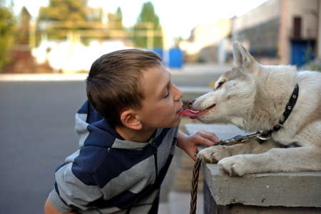 A boy is feeding a Siberian Husky dog in the park