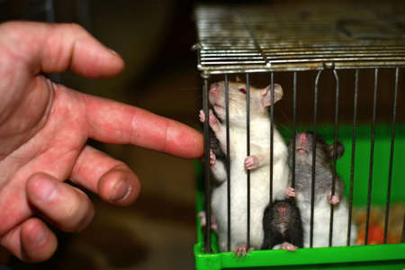 Hamsters sit in a cage and eat from their hands, close-up.の写真素材
