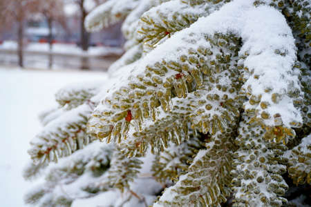 Icy branches spruce in snow and ice in winter. A green Christmas tree on the street with ice and...