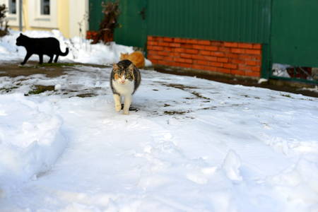 Gray and red cat in the snow on the street near the fence.の写真素材