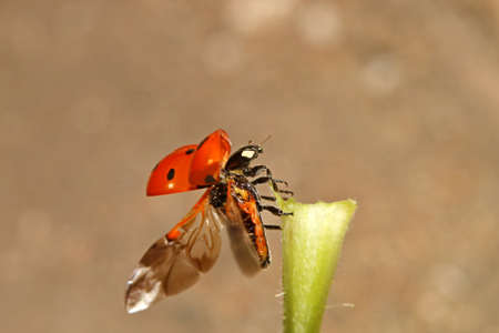 Little red ladybug crawling on a green leaf, macroの写真素材