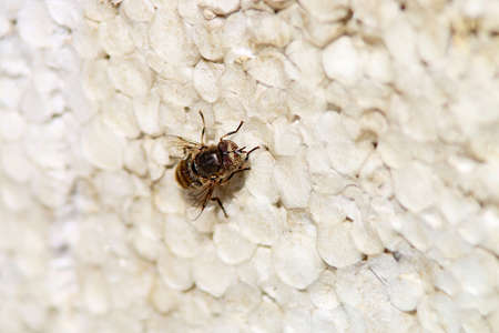 Bee on a light background, macroの写真素材