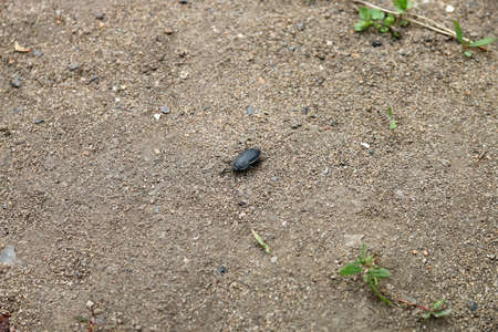 Spider crawls on the street on the ground, macroの写真素材