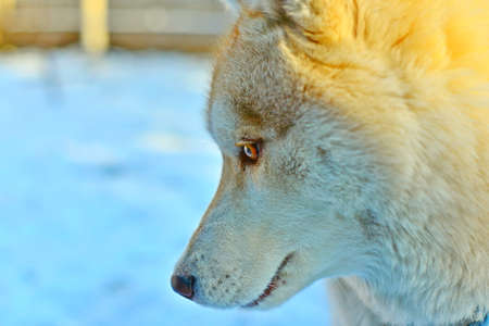 Siberian husky in the snow, fluffy dog close-up.の写真素材