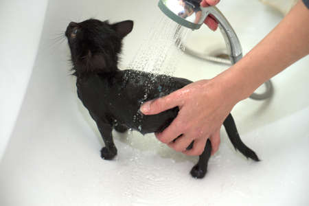 Black Cute Soggy Cat after a Bath, Funny Angry Little Demon. Pet Careの写真素材