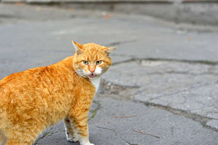 White-red-headed cat lay near the wall, but in his field of vision there was something interestingの写真素材