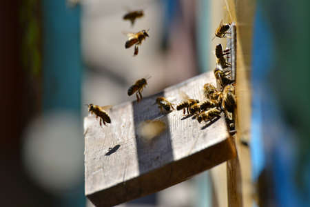 Bees in the apiary fly before the evidence on the boardの写真素材