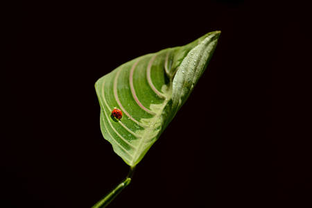 Ladybird red on green leaf macro creepingの写真素材